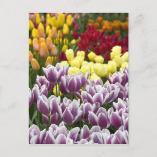 Carte Postale Pays-Bas aka Hollande), Lisse. Keukenhof 3