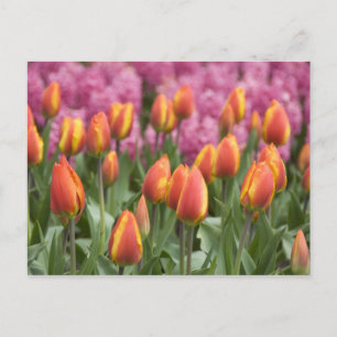 Carte Postale Pays-Bas (alias Holland), Lisse. Keukenhof