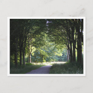Carte Postale Pays-Bas Salland Région Westerveldse Bos Forest