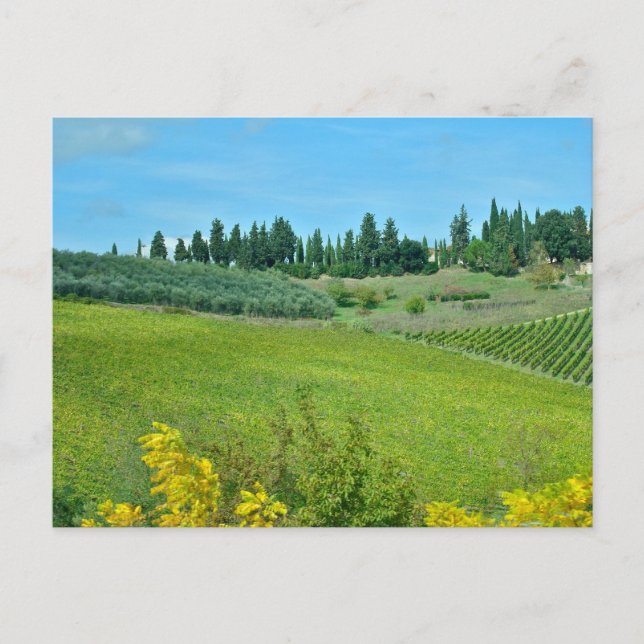 Carte Postale Pays du vin italien (Devant)