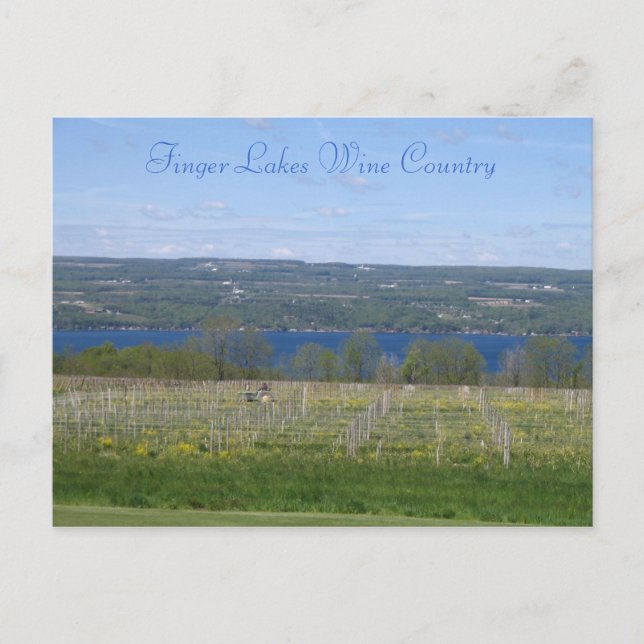 Carte Postale Pays vinicole des Finger Lakes (Devant)