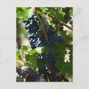 Carte Postale Pays viticole du Colorado