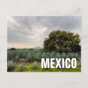 Carte Postale Paysage Avec Agave Bleue