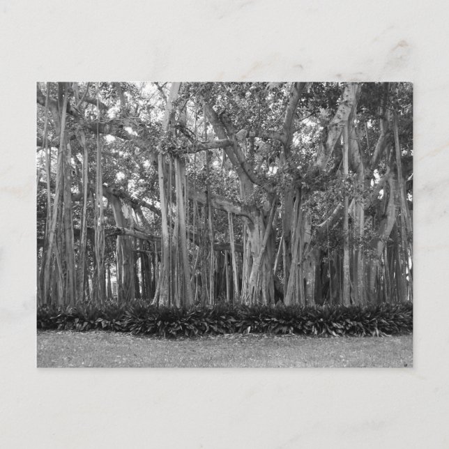 Carte Postale Paysage Banyan Trees B&W Photo (Devant)
