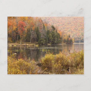 Carte Postale paysage d'automne avec lac, Vermont, États-Unis 3