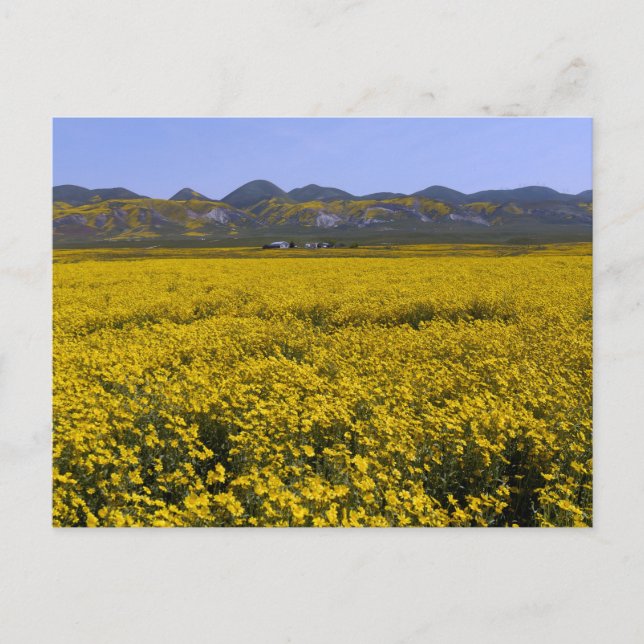 Carte Postale Paysage de champ de fleurs sauvages jaunes (Devant)