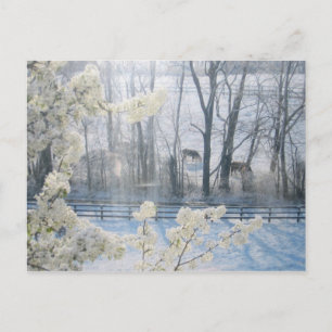 Carte Postale Paysage de la nature pastorale en hiver