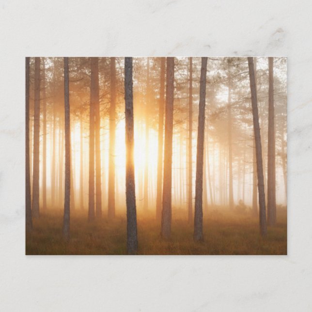 Carte Postale Paysage de la pinède (Devant)