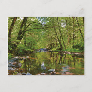 Carte Postale Paysage de la rivière Wilson