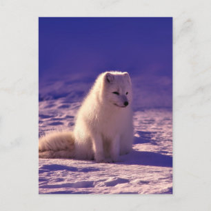 Carte Postale Paysage de neige de l'hiver de Fox Arctique