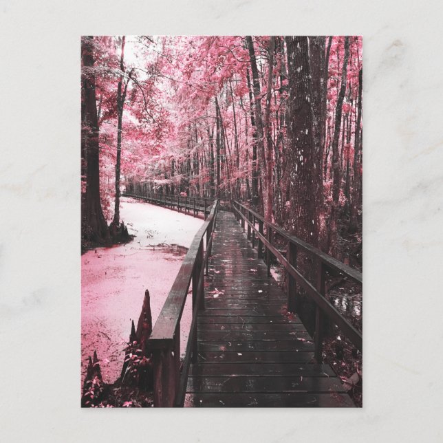 Carte Postale paysage de rêve du marais de Santee (Devant)