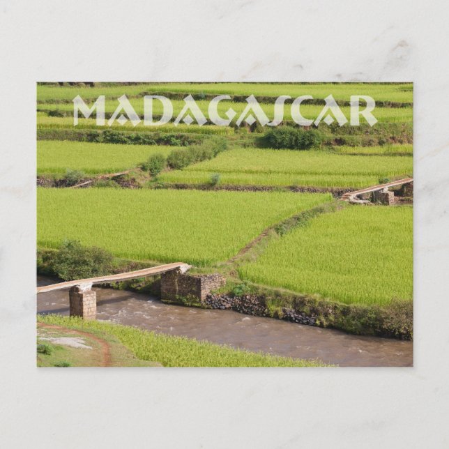 Carte Postale Paysage de rizières à Madagascar (Devant)