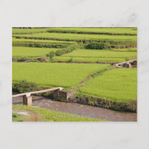 Carte Postale Paysage de rizières à Madagascar