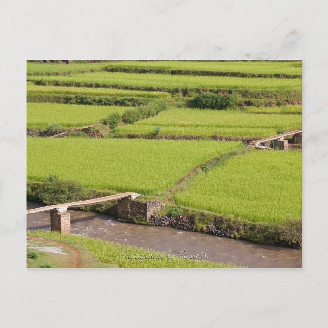 Carte Postale Paysage de rizières à Madagascar (Devant)