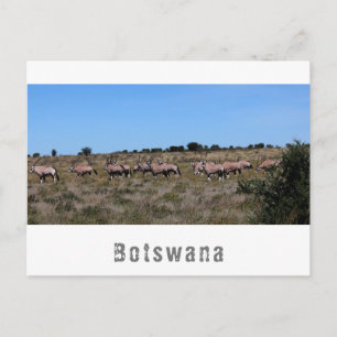 Carte Postale Paysage de savane d'animaux sauvages oryx Botswana