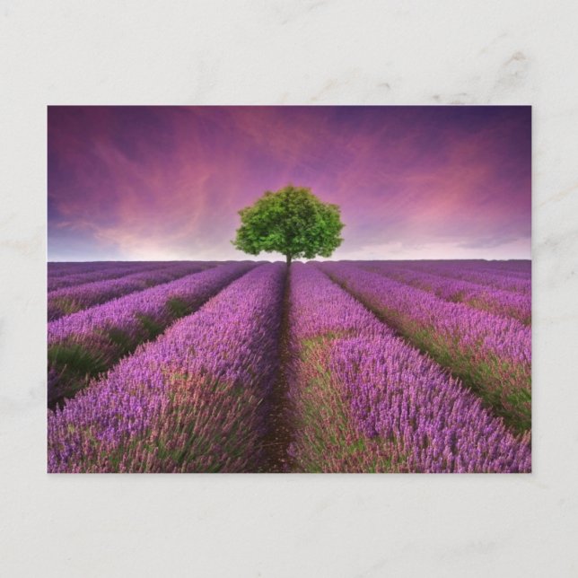 Carte Postale Paysage de terrain de lavande Coucher de soleil d' (Devant)