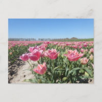 Paysage de terrain de tulipes roses do-it-yourself
