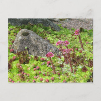 Carte Postale Paysage des fées