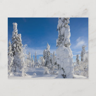 Carte Postale Paysage d'hiver à Lappland