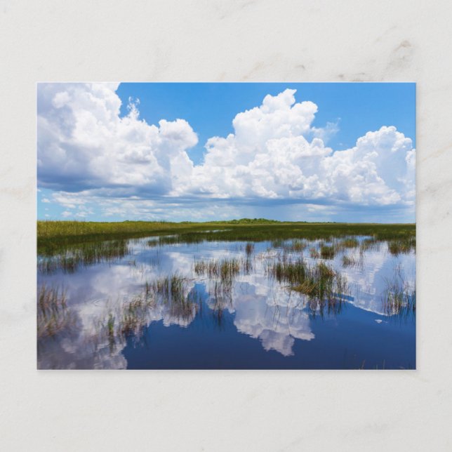 Carte Postale Paysage naturel de marais (Devant)