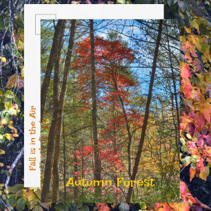 Carte Postale Paysage panoramique photographique de la forêt aut