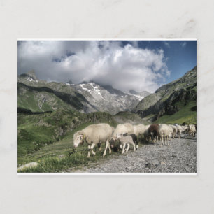 Carte Postale paysage pyrénéen