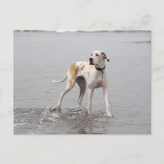 Carte postale PDXDanes Fynn 2011 (Devant)