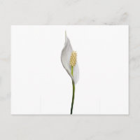 Peace Lily, Spathiphyllum