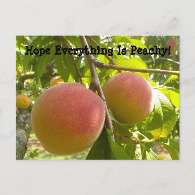 Carte Postale Peach classique sur arbre Texte amusant (Devant)