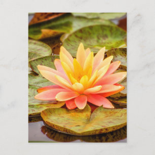 Carte Postale Peach Lotus