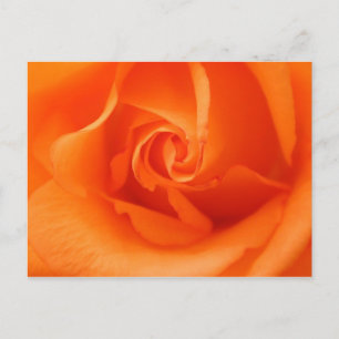 Carte Postale Peach Orange Rose