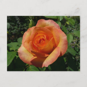 Carte Postale Peach Rose Orange Floral Photographie