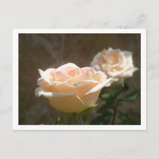 Carte Postale Peach Roses