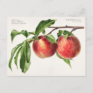 Carte Postale Peaches (Prunus Persica) Peinture à l'aquarelle de