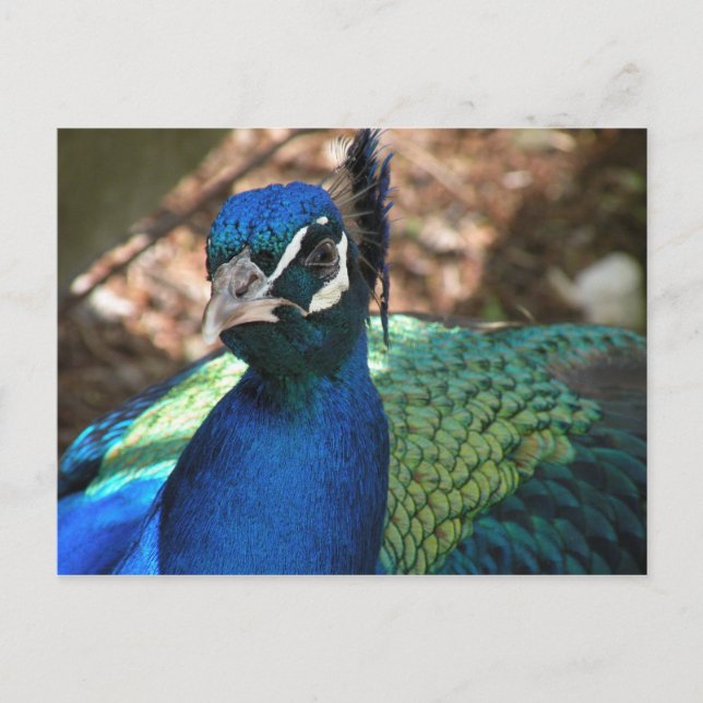 Carte postale Peacock (Devant)