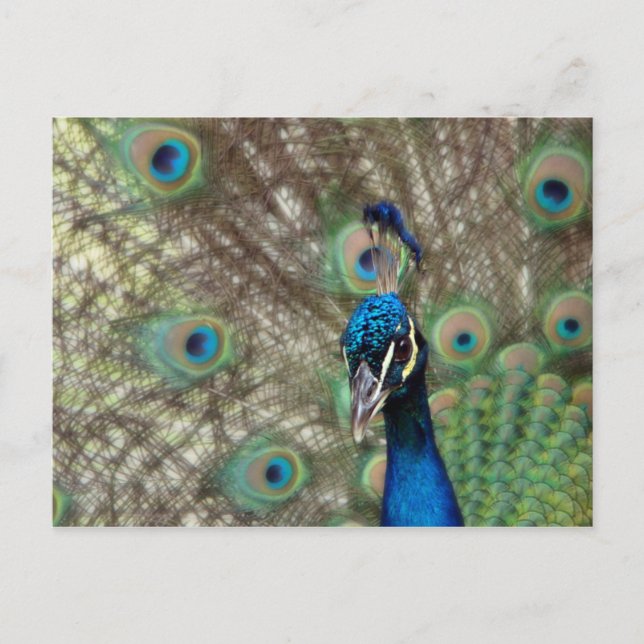 Carte postale Peacock (Devant)