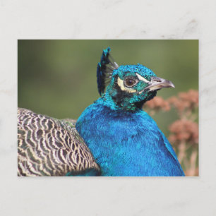 Carte postale Peacock