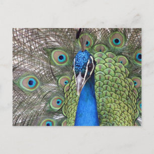 Carte postale Peacock