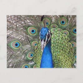 Carte postale Peacock