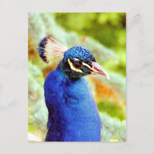 CARTE POSTALE PEACOCK