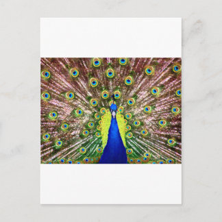 CARTE POSTALE PEACOCK