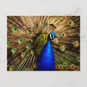 Carte postale Peacock