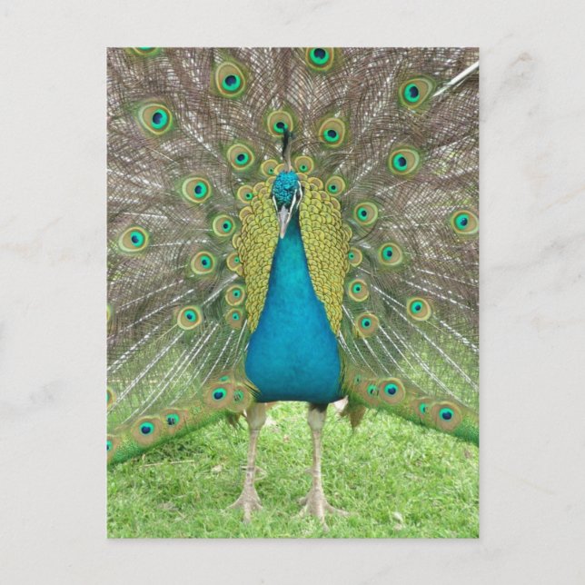 Carte Postale Peacock art vo1 (Devant)