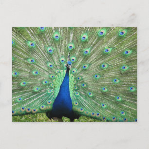Carte postale - Peacock avec queue foulée