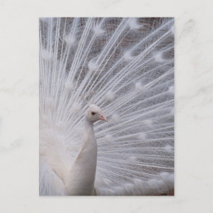 Carte Postale Peacock blanc