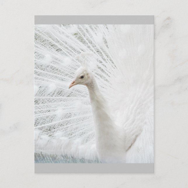 Carte Postale Peacock blanc belles plumes (Devant)
