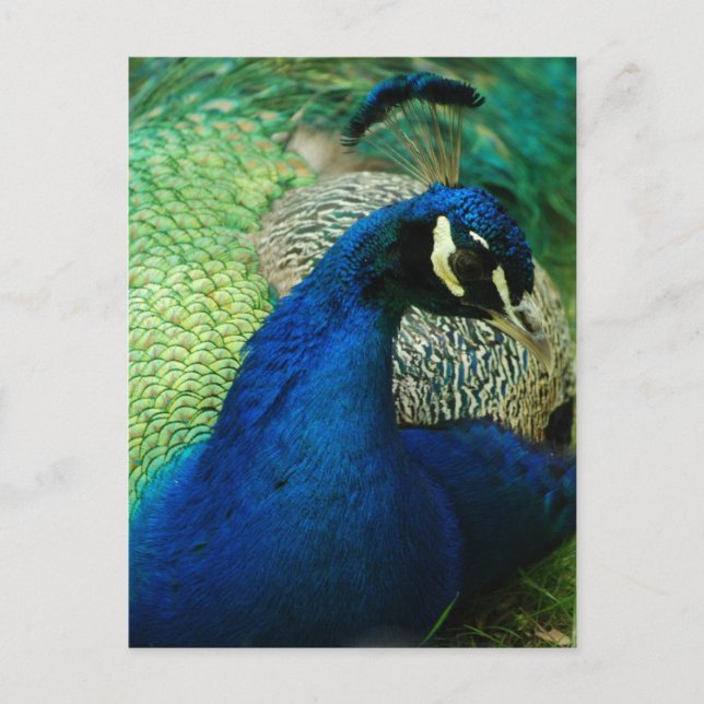 Carte postale Peacock bleu (Devant)