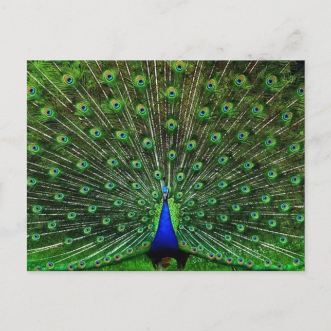 Carte Postale Peacock bleu (Devant)