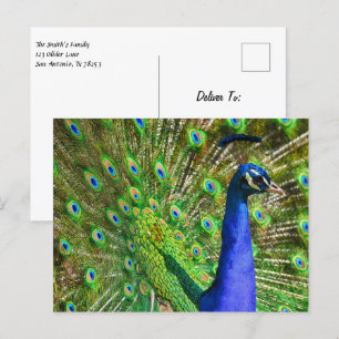 Carte Postale Peacock Bleu brillant