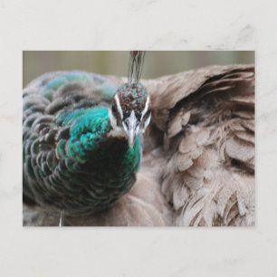 Carte postale Peacock Brown